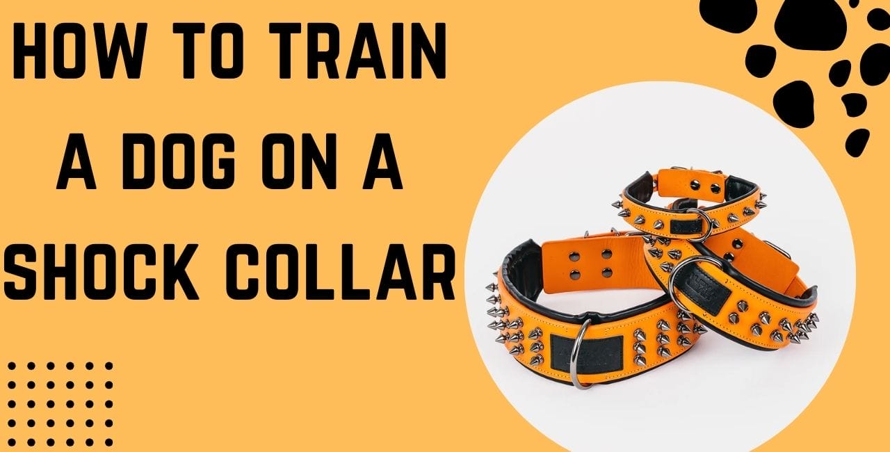 how to train a dog on a shock collar|Mastering Shock Collar Training