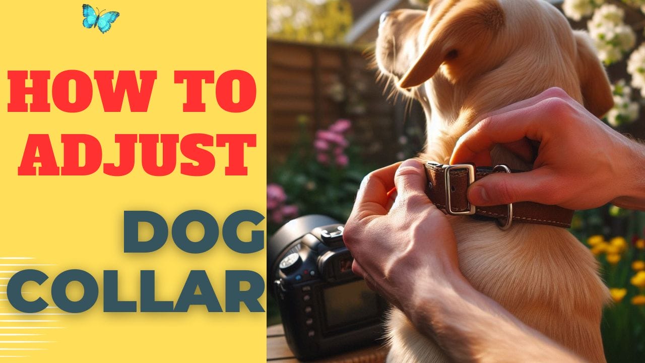 how to adjust dog collar:Tips and Tricks”