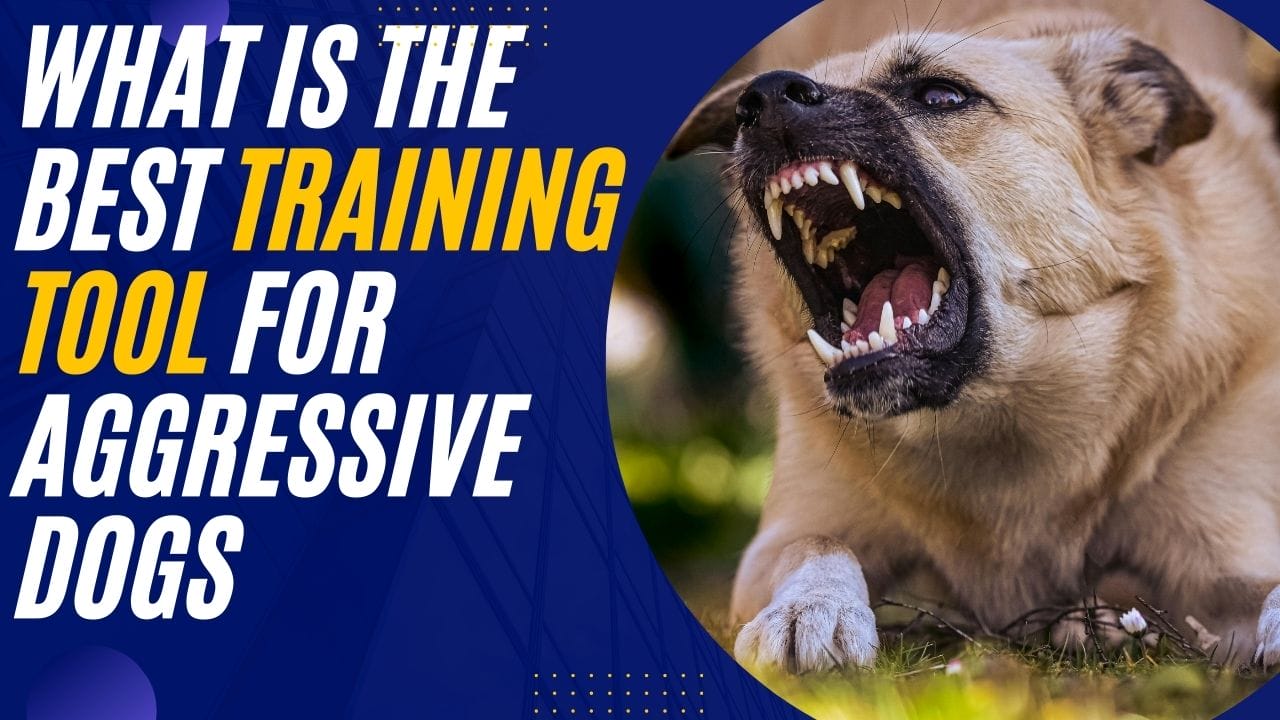 What is the best training tool for aggressive dogs in 2024?