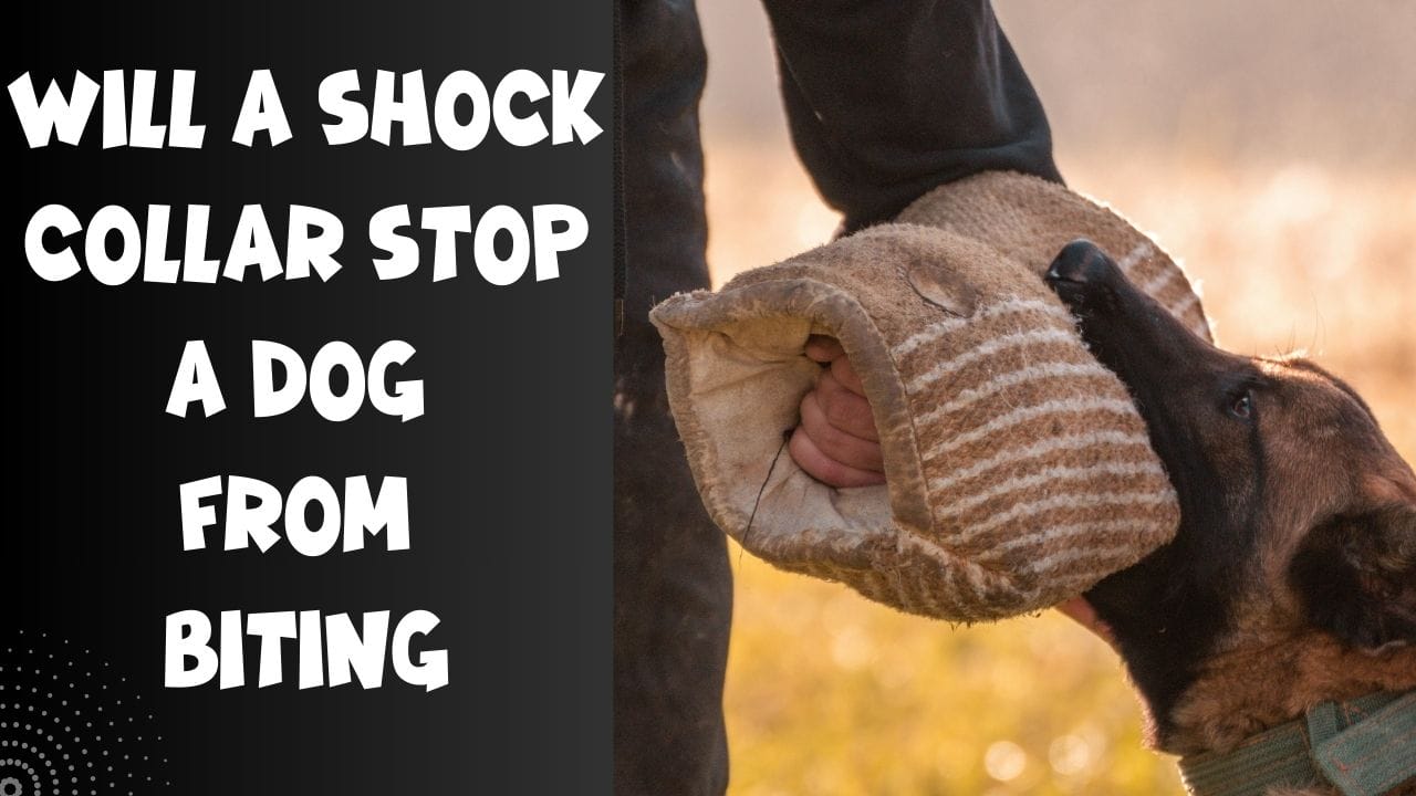 will a shock collar stop a dog from biting ?