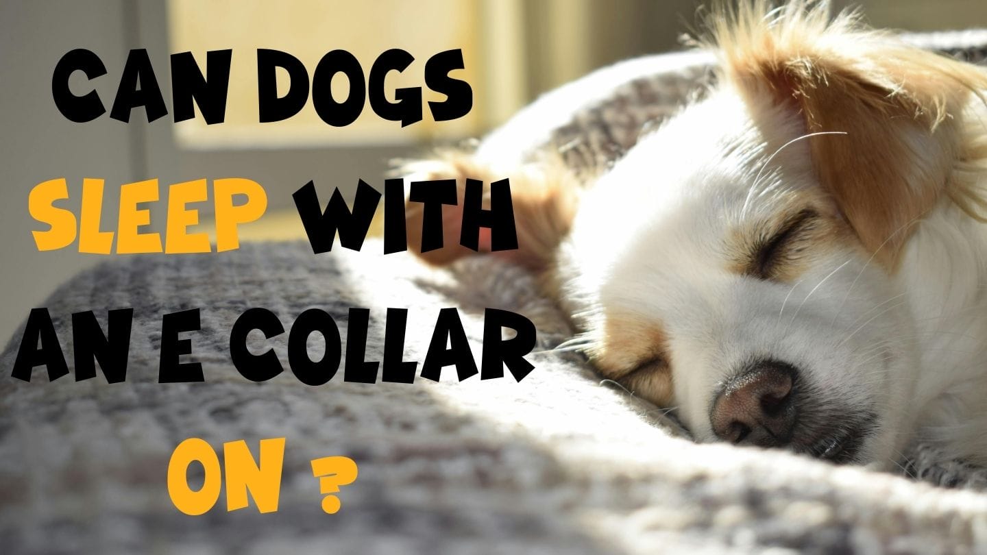 can dogs sleep with an e collar ?