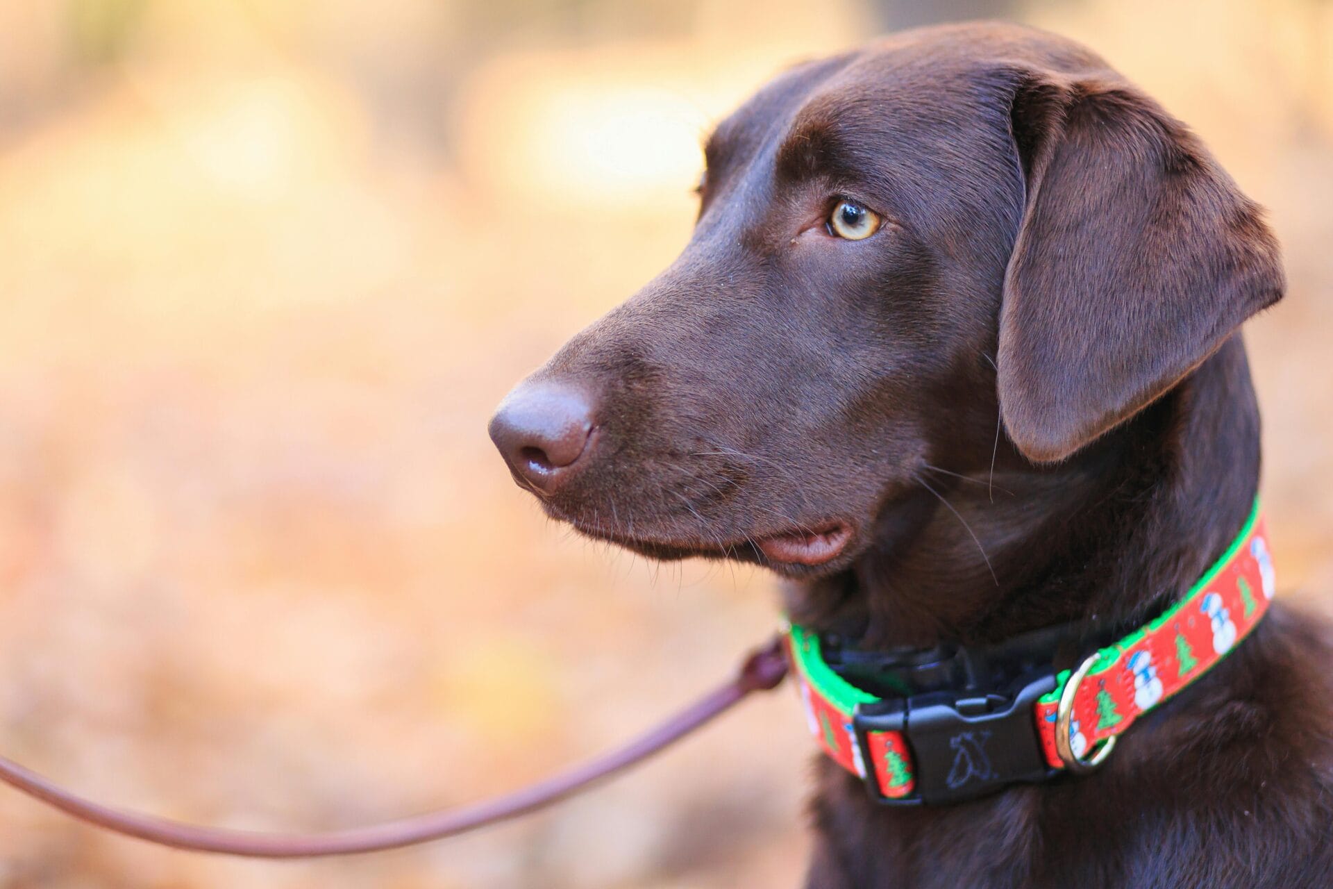 what is a quick release dog collar:The game-changer for pet owners