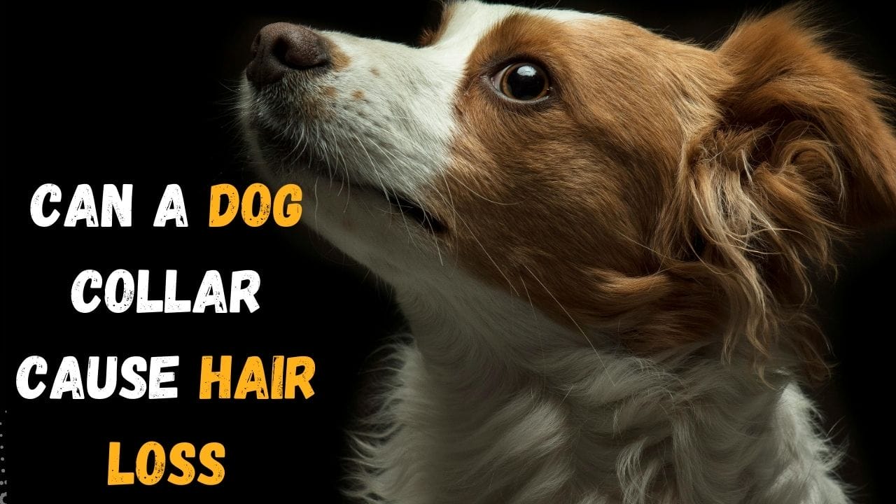 can a dog collar cause hair loss