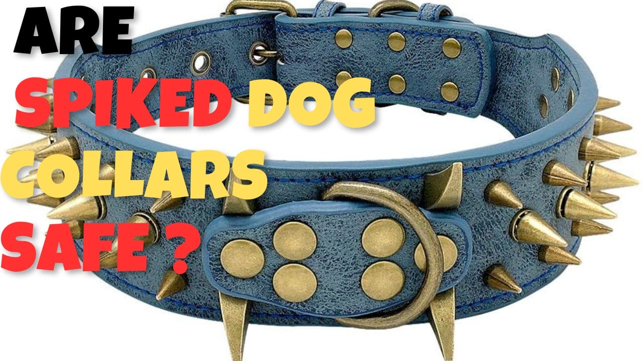 Are Spiked Dog Collars Safe?P4PETCOLLAR