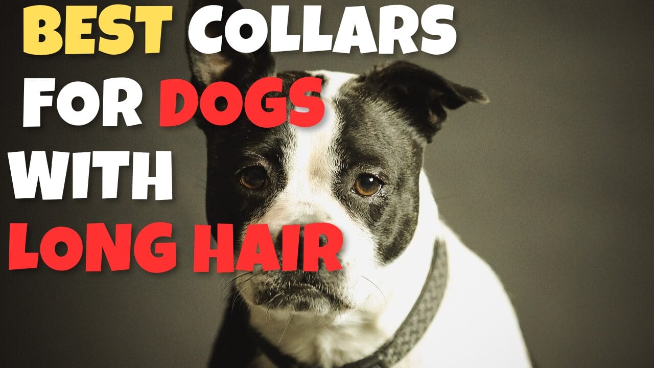 What Are the Best Collars for Dogs with Long Hair?