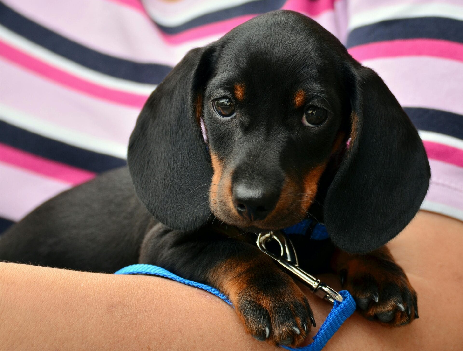 A Beginner’s Guide to Picking the Right Collar for Your Puppy