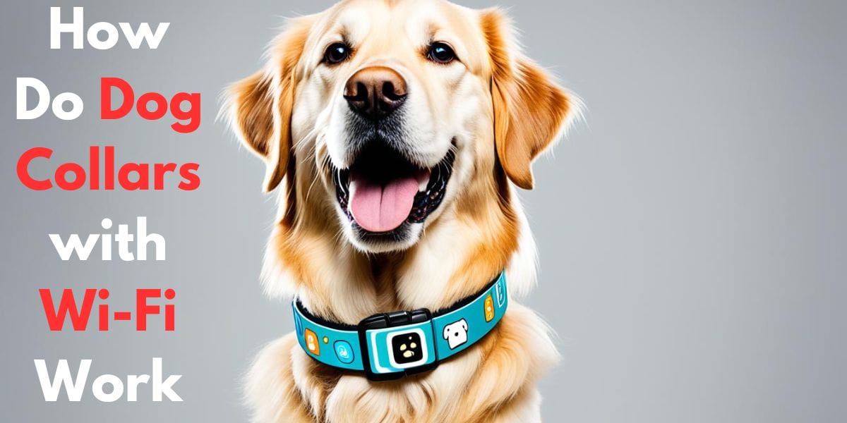 Discover the Magic:How Do Dog Collars with Wi-Fi Work?